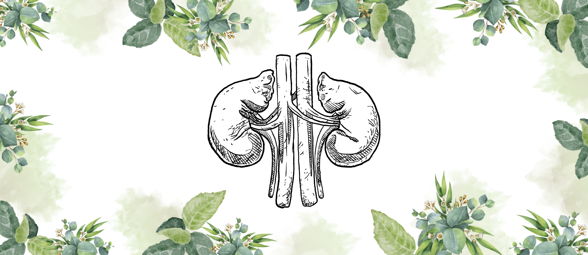 Urinary System