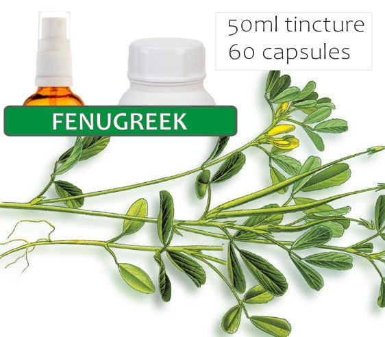 Fenugreek