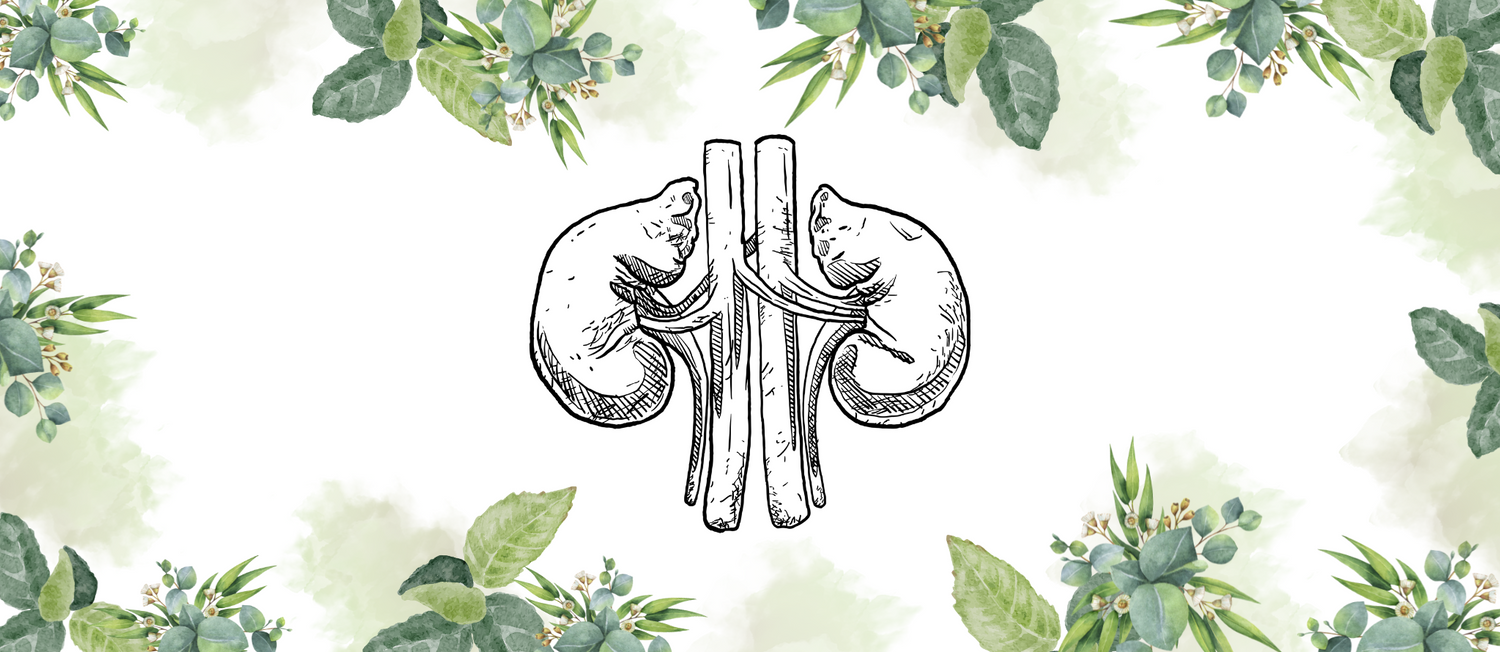 Urinary System