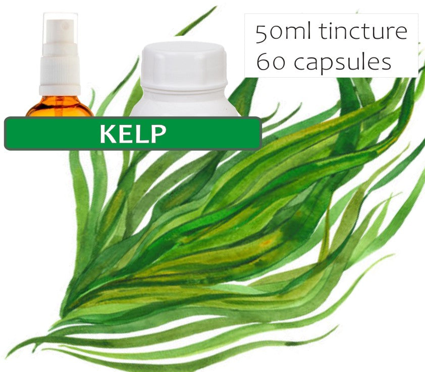 Kelp