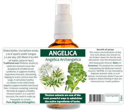 Angelica Root