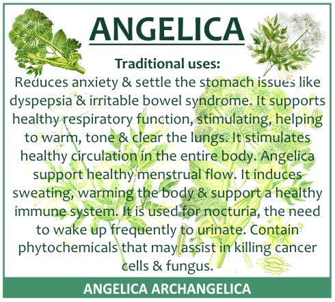 Angelica Root