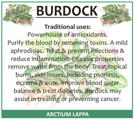 Burdock Root