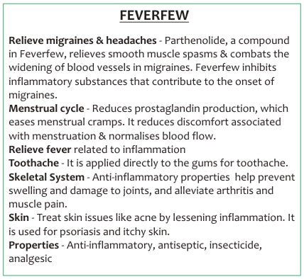 Feverfew